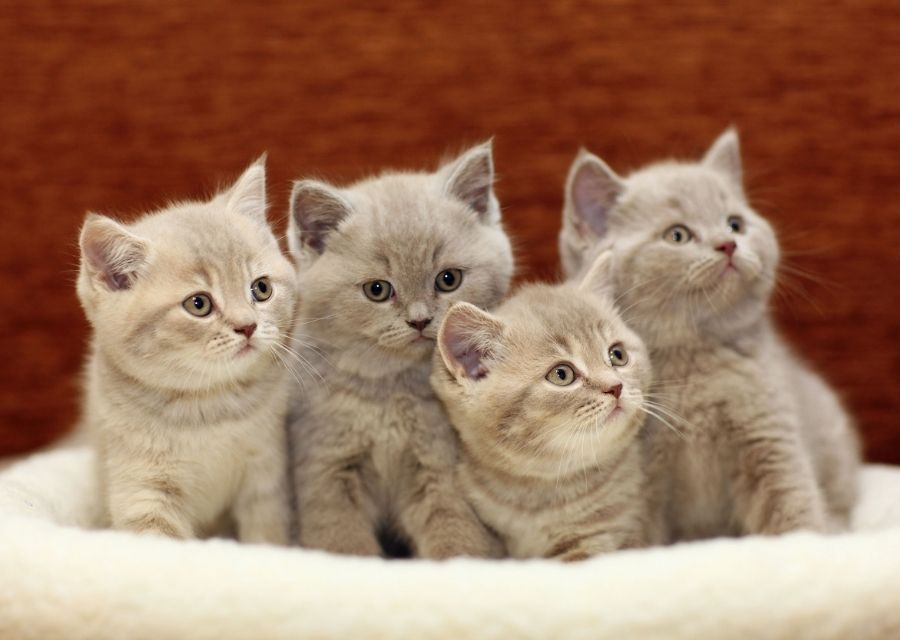 Kittens sitting on bed