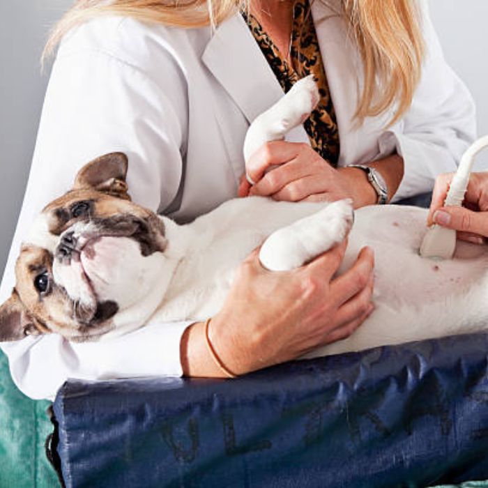 Dog ultrasound