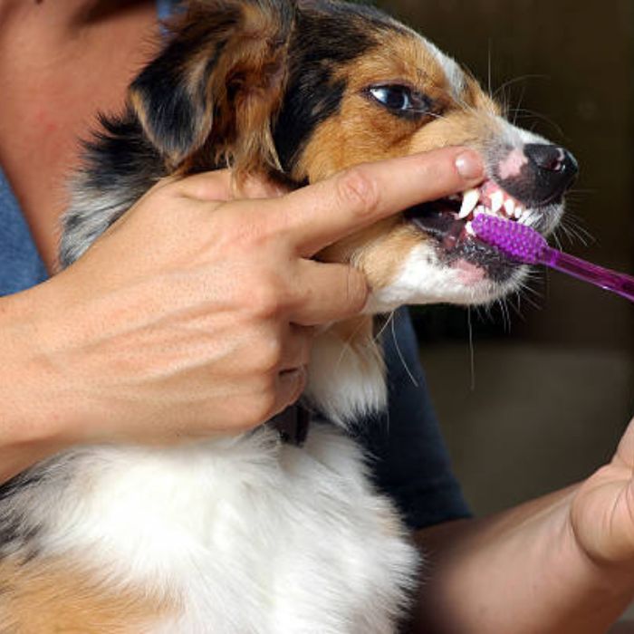 Dog Dental Cleanings