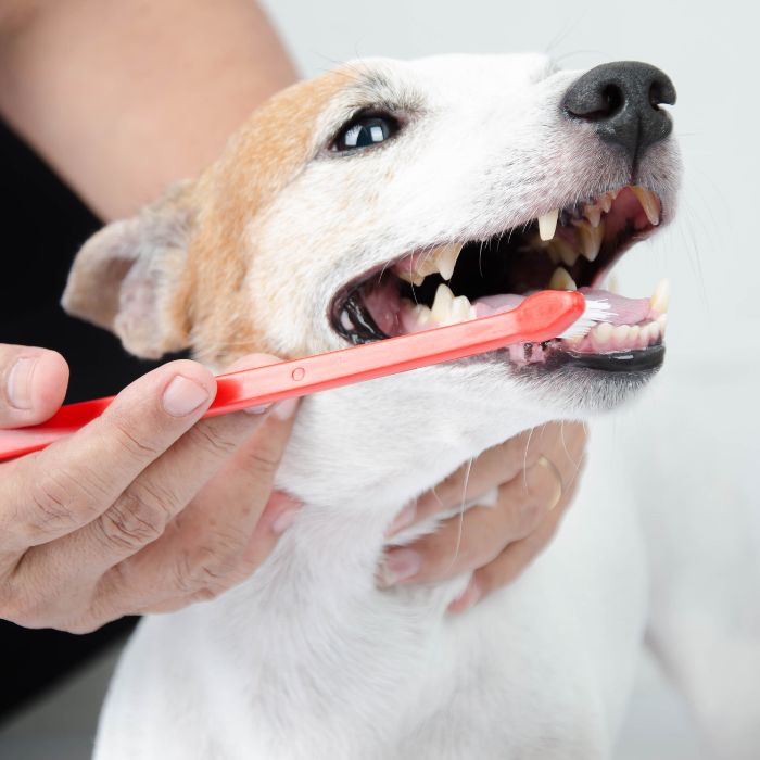 Pet teeth cleaning