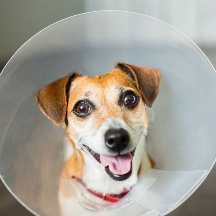 Dog wearing surgery Cone